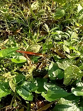 Rajat129 online show from January 17, 4:26 am