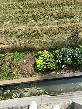 dachui 168 online show from February 5, 3:35 am