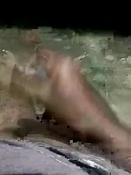 spermc online show from December 5, 5:20 pm