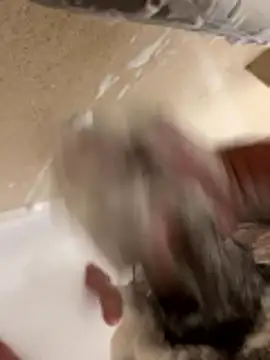 elpapigrande12 online show from January 16, 12:57 am