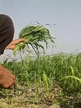 Snapshot of ThethunderPo chatting on February 13, 3:18 am ThethunderPo online show from February 13, 3:18 am