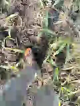 Snapshot of ThethunderPo chatting on February 8, 3:19 am ThethunderPo online show from February 8, 3:19 am