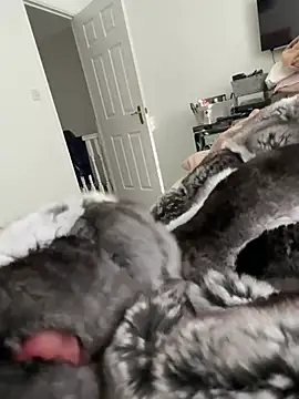 Furdale online show from February 22, 3:13 pm