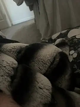 Furdale online show from January 9, 11:14 am