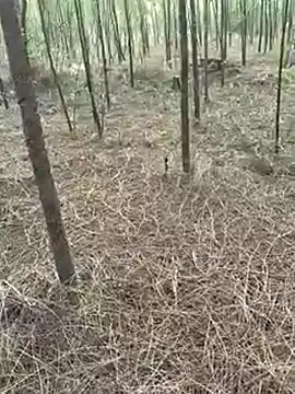 Gopal1243 online show from April 9, 1:14 am