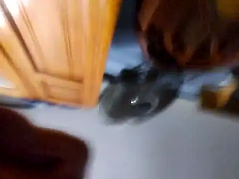 Daza67 online show from April 5, 6:21 am